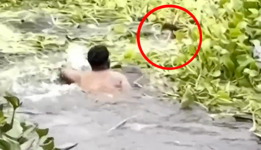 Migrante venezolano se convierte en héroe al salvar a un compatriota de ...