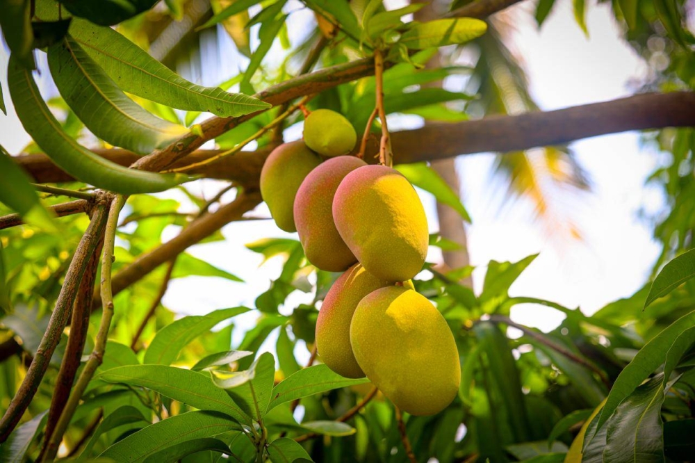 La “Expo Mango 2024” se celebrará el domingo en Ichanmichen