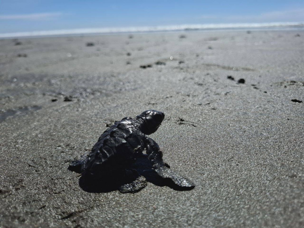 Una vez al mes los turistas reciben una explicación de porqué cuidar a las tortugas y participan en la liberación. Sin embargo, la comunidad hace liberación a diario, horas después que los tortugas nacen. / Iliana Cornejo.