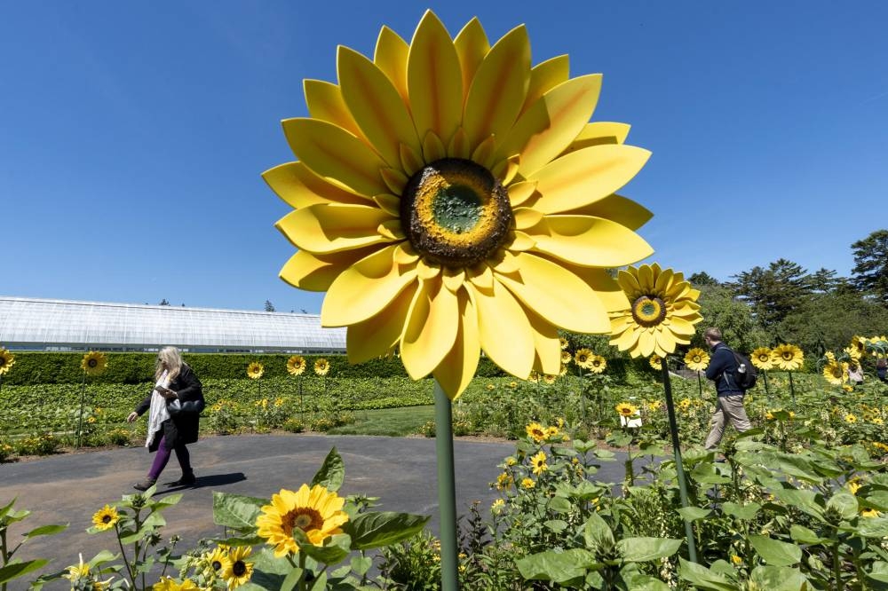 Esculturas de girasoles durante la exposición Van Gogh's Flowers este martes, en el Jardín Botánico del Bronx, en Nueva York. EFE/ Angel Colmenares