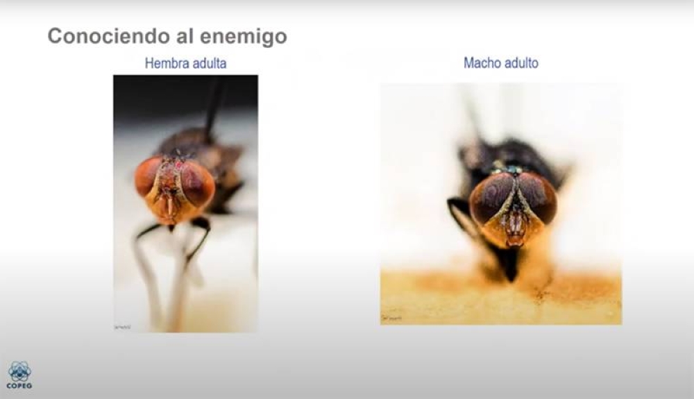 La mosca hembra tiene los ojos separados, mientras que los machos tiene los ojos unidos. /Copeg