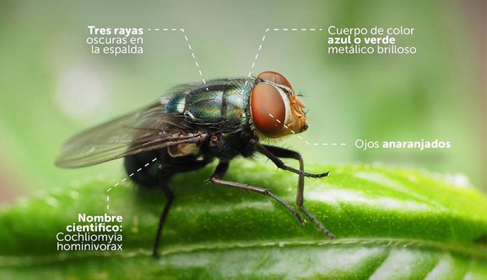 Ilustrativo compartido por el Ministerio de Agricultura y Ganadería (MAG) en sus redes de cuentas sociales para identificar la mosca que contagia el gusano barrenador.