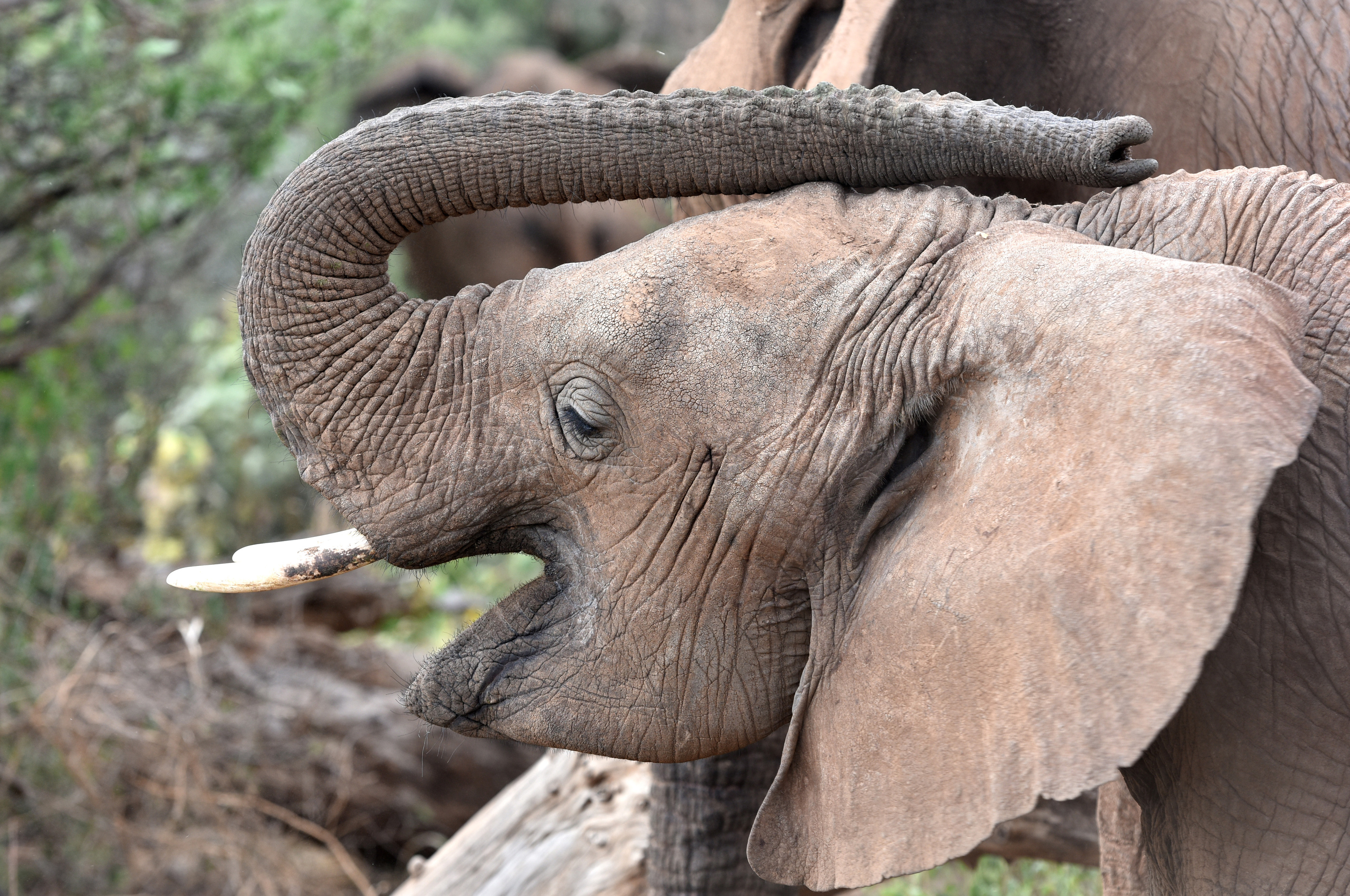 (160927) -- SAMBURU, septiembre 27, 2016 (Xinhua) -- Imagen de archivo del 29 de febrero de 2016 de un elefante descansando en la Reserva Nacional de Samburu, Kenia. La población total de elefantes de Africa ha visto la peor caída en 25 años principalmente debido a la caza furtiva en los últimos 10 años, de acuerdo con el informe del Estado del Elefante africano emitido por la Unión Internacional para la Conservación de la Naturaleza (IUCN) en la 17 reunión de la Conferencia de las Partes en la Convención sobre el Comercio Internacional de Especies Amenazadas de Fauna y Flora Silvestre (CITES) del domingo en Johannesburgo. A partir de estimaciones, se piensa que la disminución real en los últimos diez años es cercana a 111,000. El total continental se piensa que ahora es de aproximadamente 415,000 elefantes, aunque puede haber un adicional de 117,000 a 135,000 elefantes en áreas no estudiadas sistemáticamente. (Xinhua/Sun Ruibo) (jg) (ah)