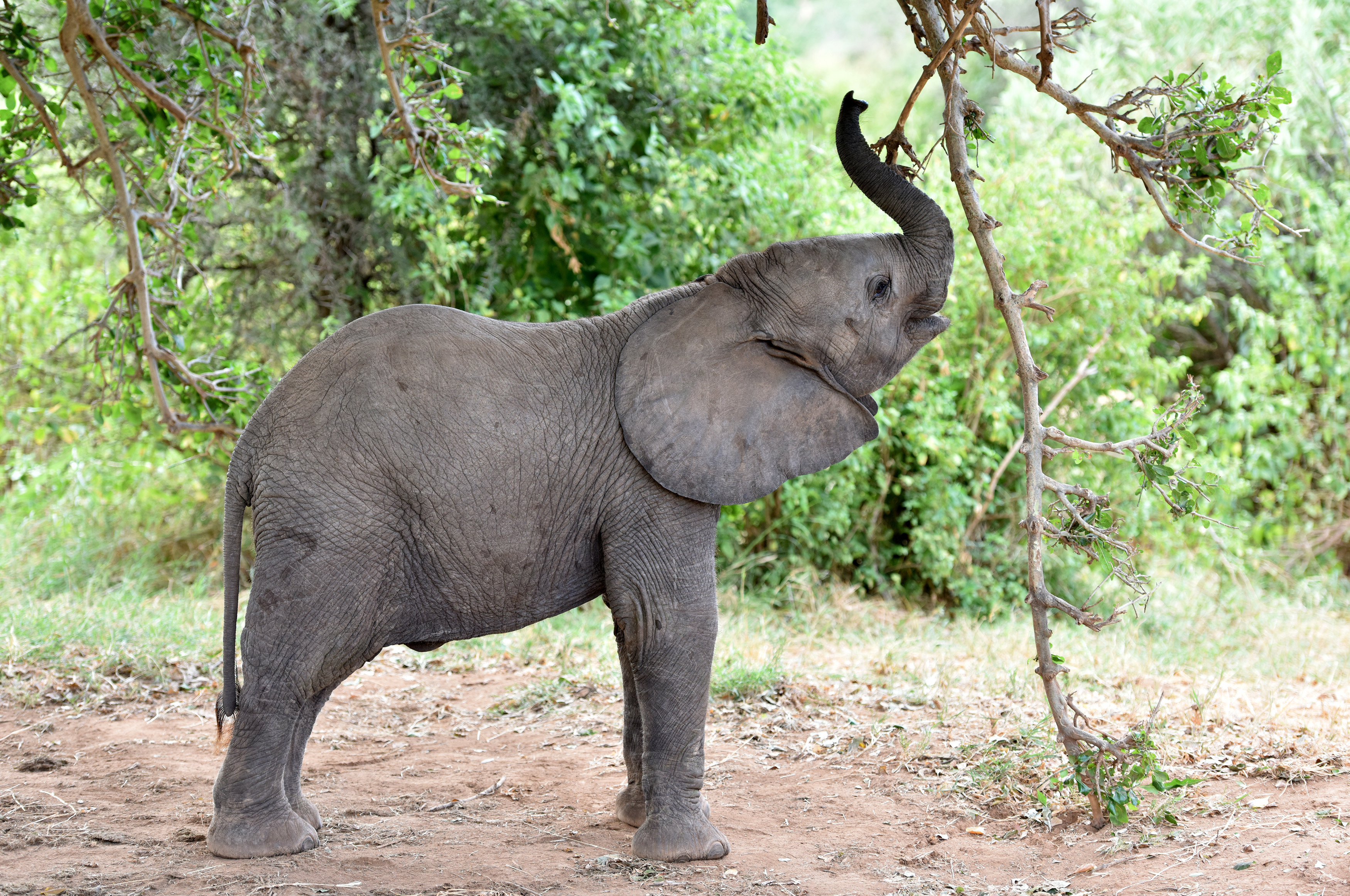 (160927) -- SAMBURU, septiembre 27, 2016 (Xinhua) -- Imagen de archivo del 1 de marzo de 2016 de un elefante descansando en la Reserva Nacional de Samburu, Kenia. La población total de elefantes de Africa ha visto la peor caída en 25 años principalmente debido a la caza furtiva en los últimos 10 años, de acuerdo con el informe del Estado del Elefante africano emitido por la Unión Internacional para la Conservación de la Naturaleza (IUCN) en la 17 reunión de la Conferencia de las Partes en la Convención sobre el Comercio Internacional de Especies Amenazadas de Fauna y Flora Silvestre (CITES) del domingo en Johannesburgo. A partir de estimaciones, se piensa que la disminución real en los últimos diez años es cercana a 111,000. El total continental se piensa que ahora es de aproximadamente 415,000 elefantes, aunque puede haber un adicional de 117,000 a 135,000 elefantes en áreas no estudiadas sistemáticamente. (Xinhua/Sun Ruibo) (jg) (ah)