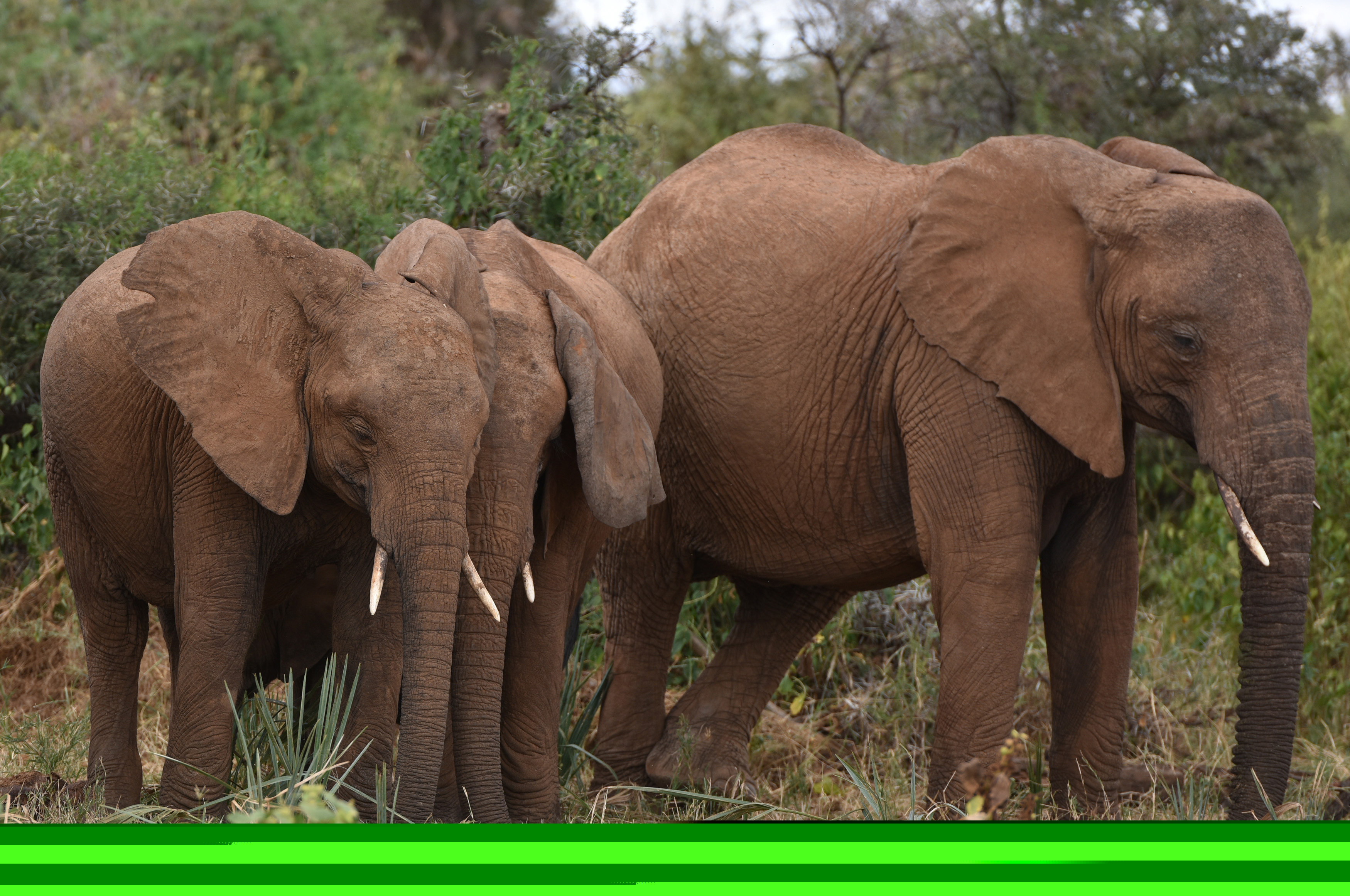 (160927) -- SAMBURU, septiembre 27, 2016 (Xinhua) -- Imagen de archivo del 29 de febrero de 2016 de elefantes descansando en la Reserva Nacional de Samburu, Kenia. La población total de elefantes de Africa ha visto la peor caída en 25 años principalmente debido a la caza furtiva en los últimos 10 años, de acuerdo con el informe del Estado del Elefante africano emitido por la Unión Internacional para la Conservación de la Naturaleza (IUCN) en la 17 reunión de la Conferencia de las Partes en la Convención sobre el Comercio Internacional de Especies Amenazadas de Fauna y Flora Silvestre (CITES) del domingo en Johannesburgo. A partir de estimaciones, se piensa que la disminución real en los últimos diez años es cercana a 111,000. El total continental se piensa que ahora es de aproximadamente 415,000 elefantes, aunque puede haber un adicional de 117,000 a 135,000 elefantes en áreas no estudiadas sistemáticamente. (Xinhua/Sun Ruibo) (jg) (ah)
