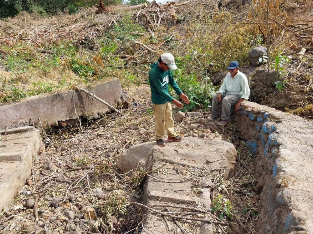 Denuncian tala de árboles en 400 manzanas de comunidades Condadillo y Flor de Mangle por Aeropuerto del Pacífico