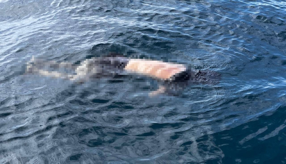 Hallan cuerpo de hombre flotando en Costa Dorada