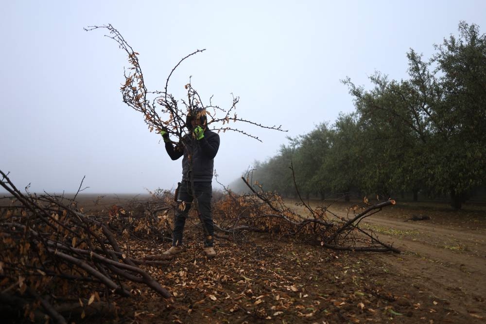 Agricultores de EEUU preocupados por promesas de deportaciones masivas de Trump