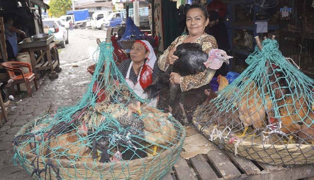 Vendedores del Mercado Central rematan con 50 % de descuento gallinas y chompipes para cena de fin de año