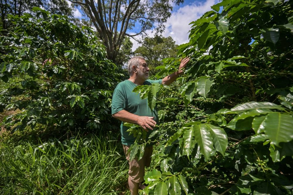 Demasiado seco: cafetales de Brasil padecen el clima y disparan precio mundial del grano