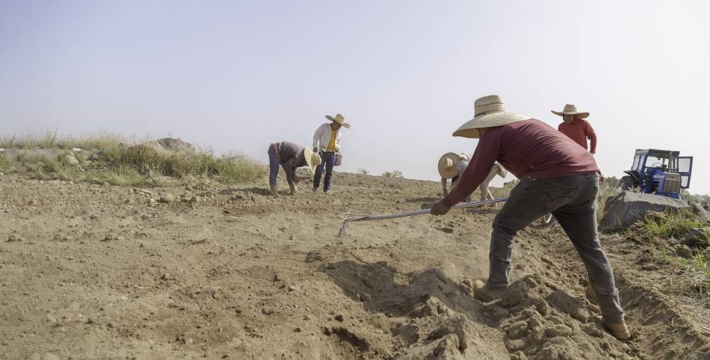 Seguridad alimentaria de parte de Centroamérica y México en riesgo por crisis climática