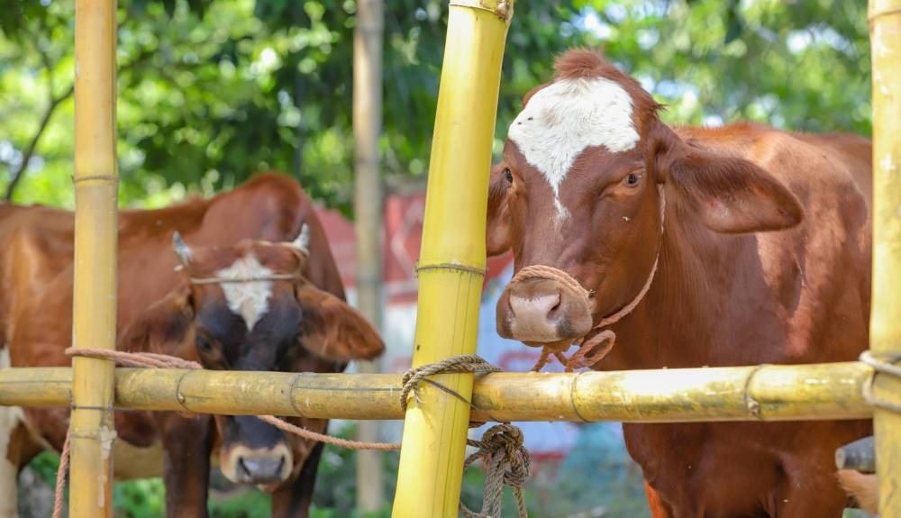 Mesa Agropecuaria llama a realizar chequeos en ganado y pide al MAG medidas «urgentes» ante el gusano barrenador