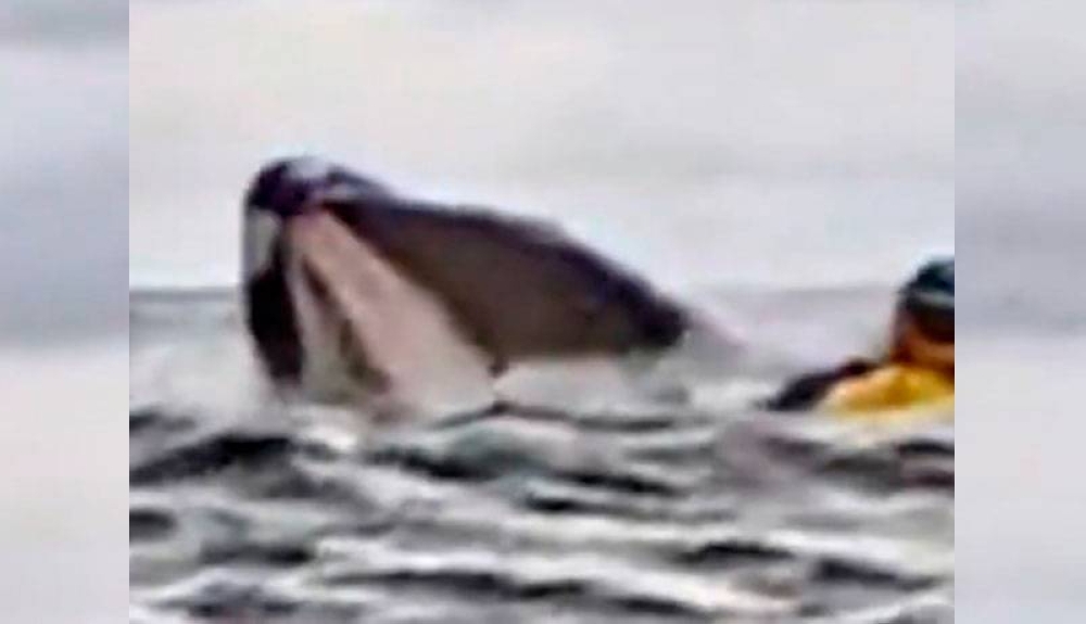 ¡De infarto! ballena jorobada se traga a hombre y su kayak