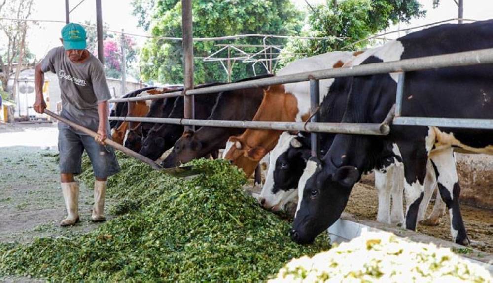 El sector ganadero está preocupado por el gusano barrenador