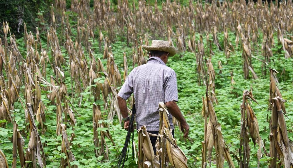 Los salvadoreños afectados por el cambio climático ascendieron a 97,000 por año