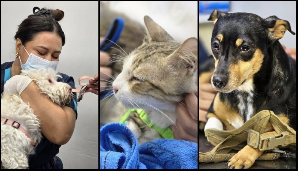 Venus, Bussy y Tara, los últimos pacientes del Chivo Pets