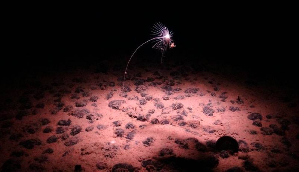 Gobiernos y ONG piden prudencia ante minería submarina