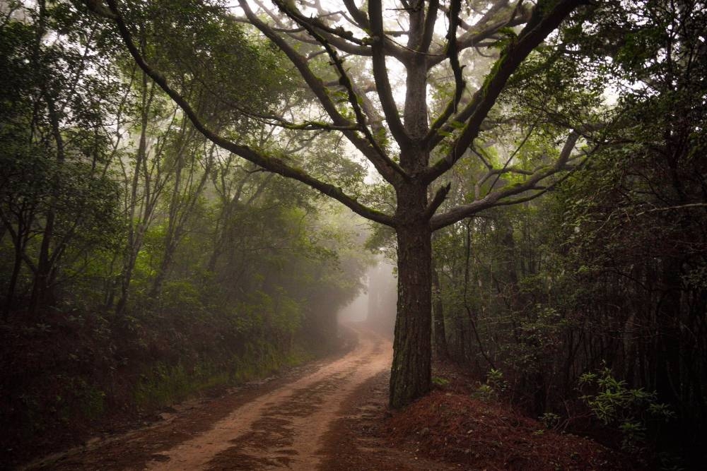 Temperatura bajó a 12 grados en Finca Los Andes, Santa Ana, en la madrugada de este miércoles