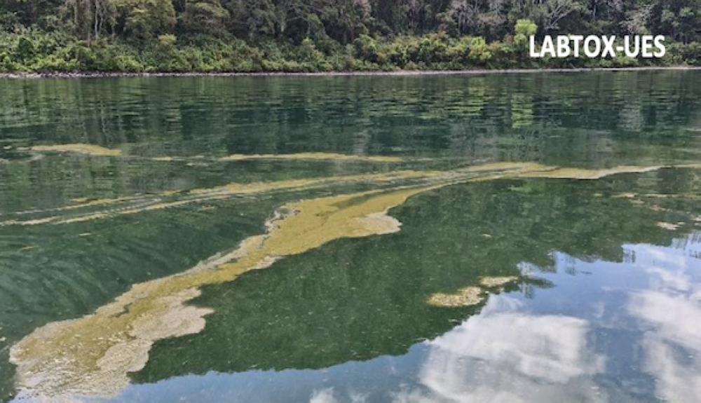 Detectan proliferación de cianobacterias con riesgo tóxico en el Lago de Coatepeque