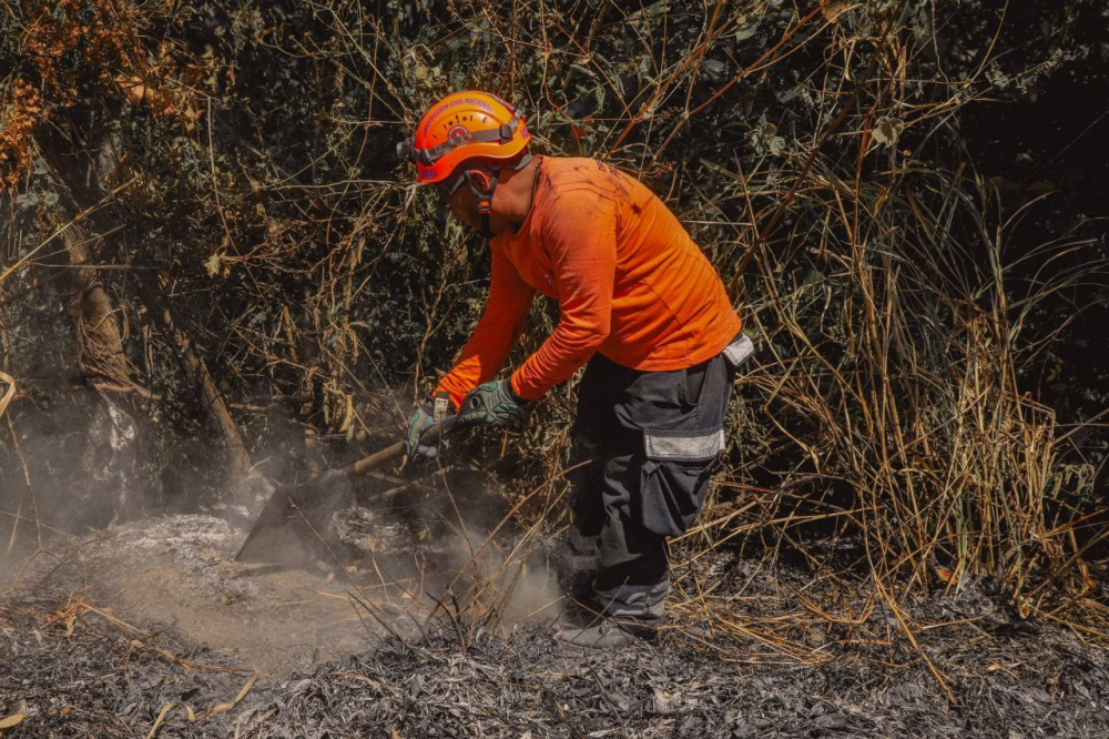 Incendio en cañal sobre kilómetro 8 en bulevar Constitución
