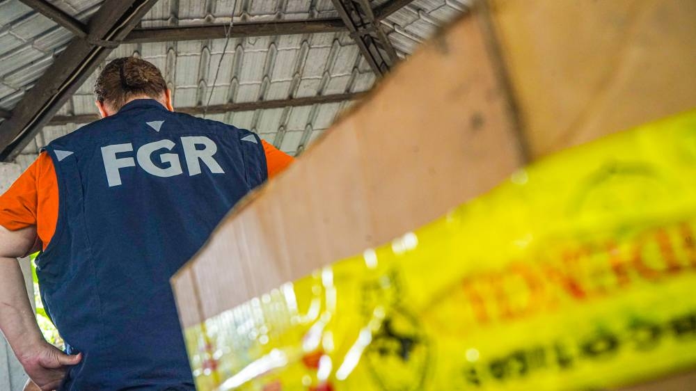 FGR destruye marihuana y cocaína valorada en más de $300,000