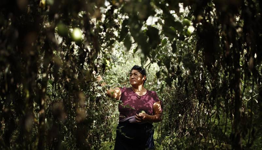 La Canasta Campesina, en Comasagua, el éxito de un proyecto liderado por mujeres