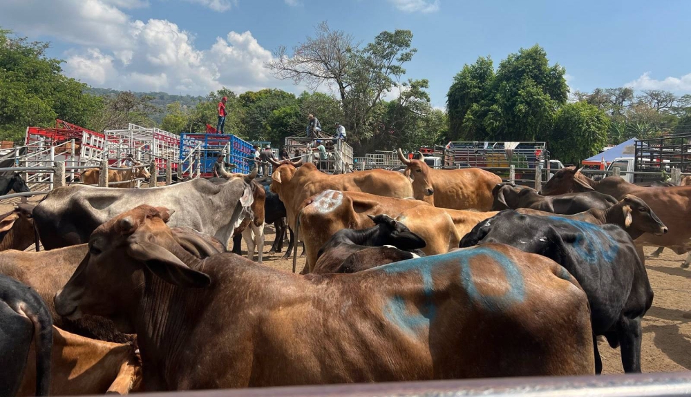 A estos números puede reportar casos sospechosos de gusano barrenador