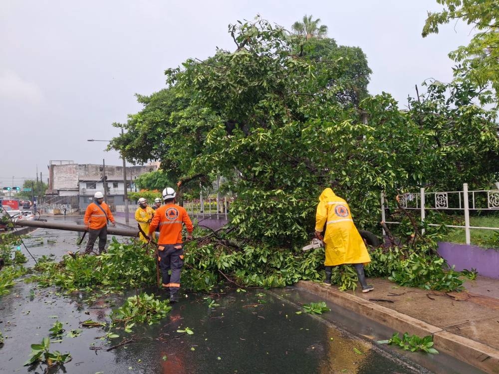 Primera tormenta en la capital deja árboles y postes caídos este martes