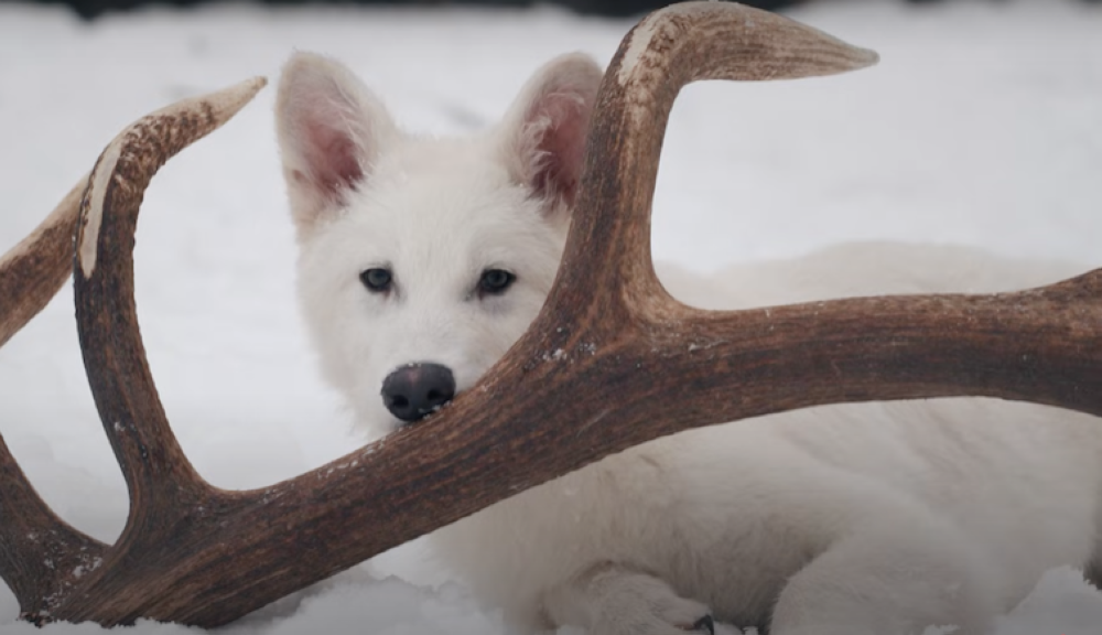Resucitan al lobo huargo, ícono de «Juego de Tronos», tras más de 10 mil años extinto