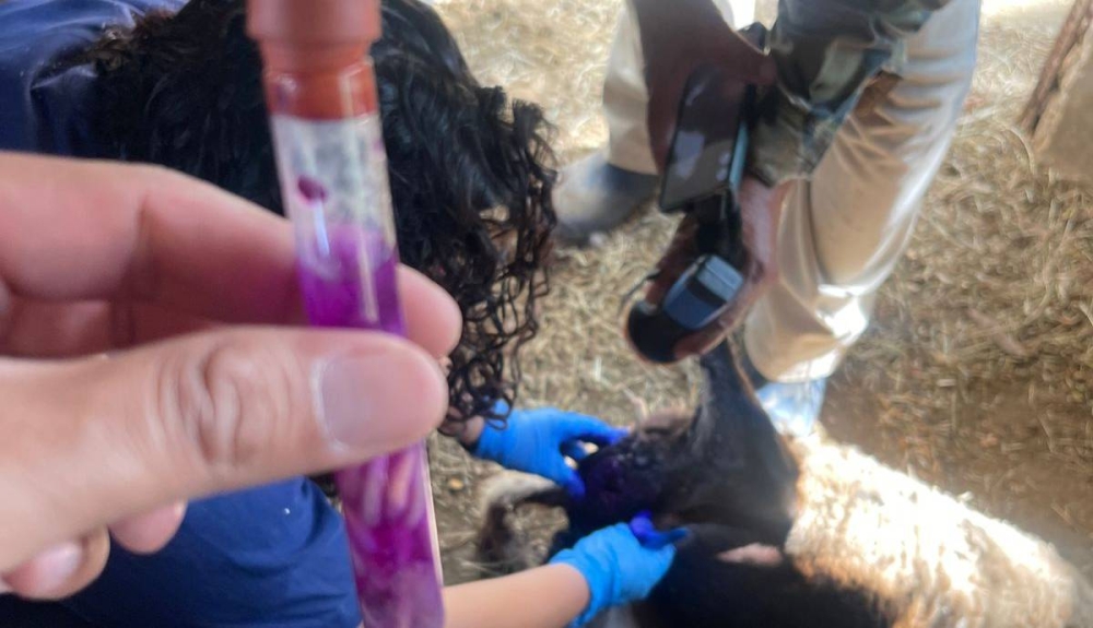 Honduras reporta 1,207 casos de gusano barrenador en el ganado y al menos 15 en humanos