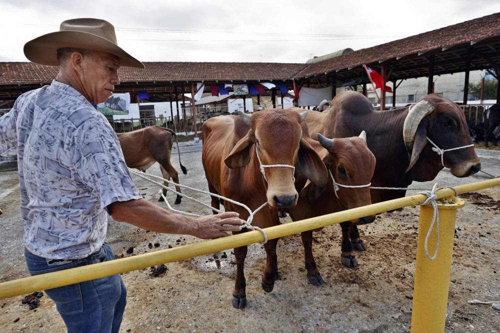 «Nos vamos a quedar sin nada»: el robo y sacrificio de vacas se ceba con el campo de Cuba