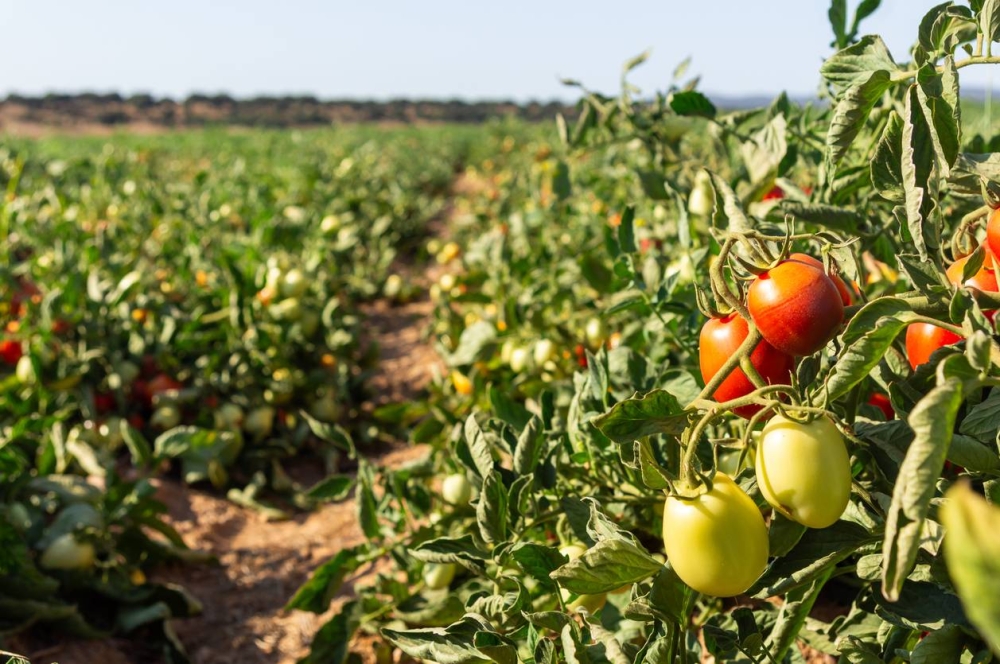 México busca diálogo con EE.UU. para evitar el arancel «sin razón» del 21 % al tomate