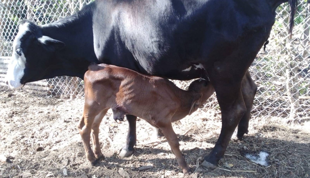 Los bovinos y los perros son los más afectados por el gusano barrenador en El Salvador