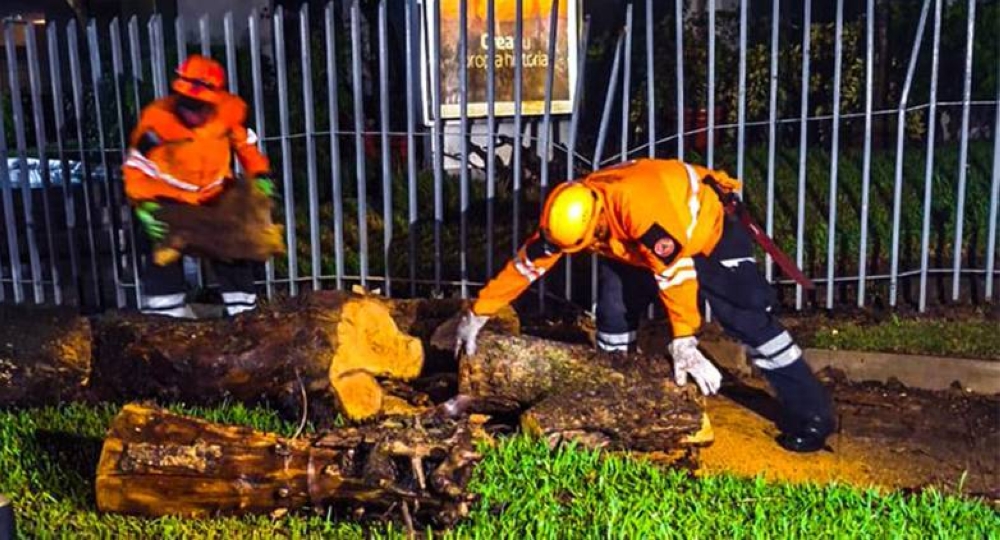Primeras lluvias dejan árboles caídos, viviendas y calles anegadas