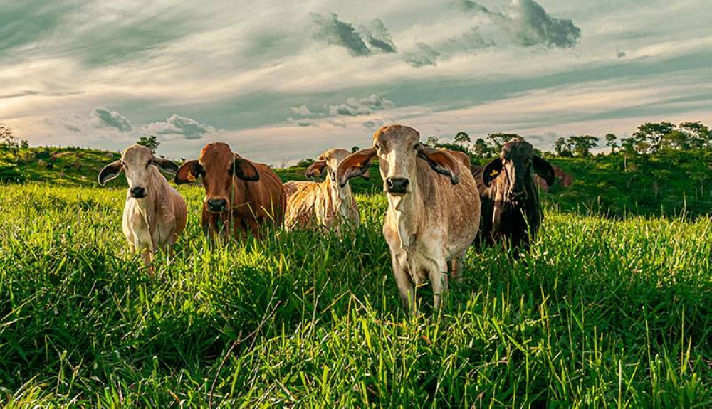 EEUU amenaza con restringir de nuevo la importación de vacuno mexicano por el gusano barrenador