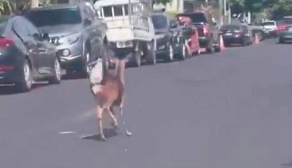 Captan a venado en calle de la colonia Escalón