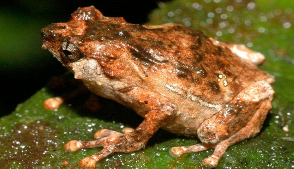 Expertas buscan en ranas moléculas para combatir enfermedades inflamatorias en México