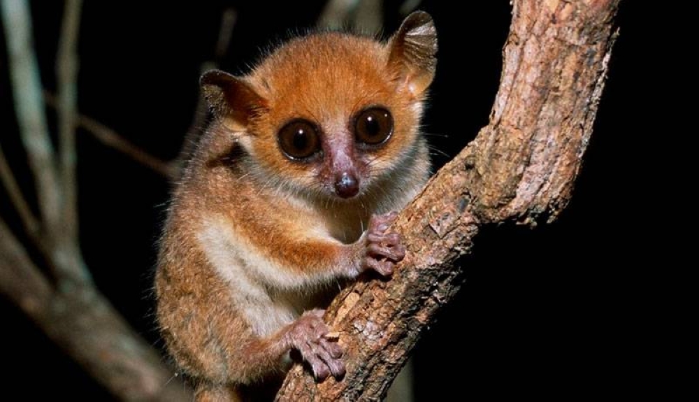 Alerta de extinción para las especies de primates más amenazadas