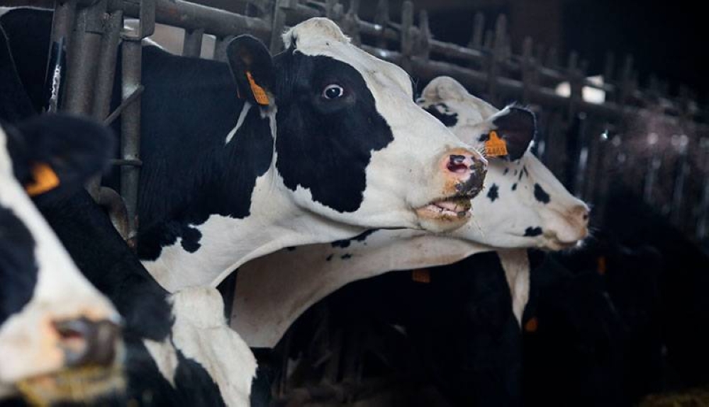 México perdería $11.4 millones diarios ante veto de EE.UU. por gusano barrenador