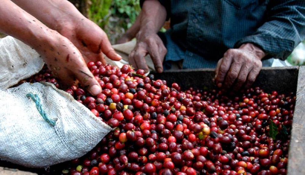 Departamento de Agricultura de EE.UU. prevé crecimiento del 6.4 % en la producción de café salvadoreño en ciclo 2025-2026