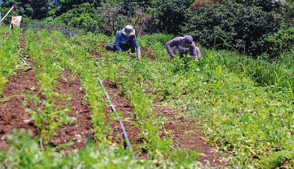 Productores preocupados porque el MAG aún no entrega bono de $75