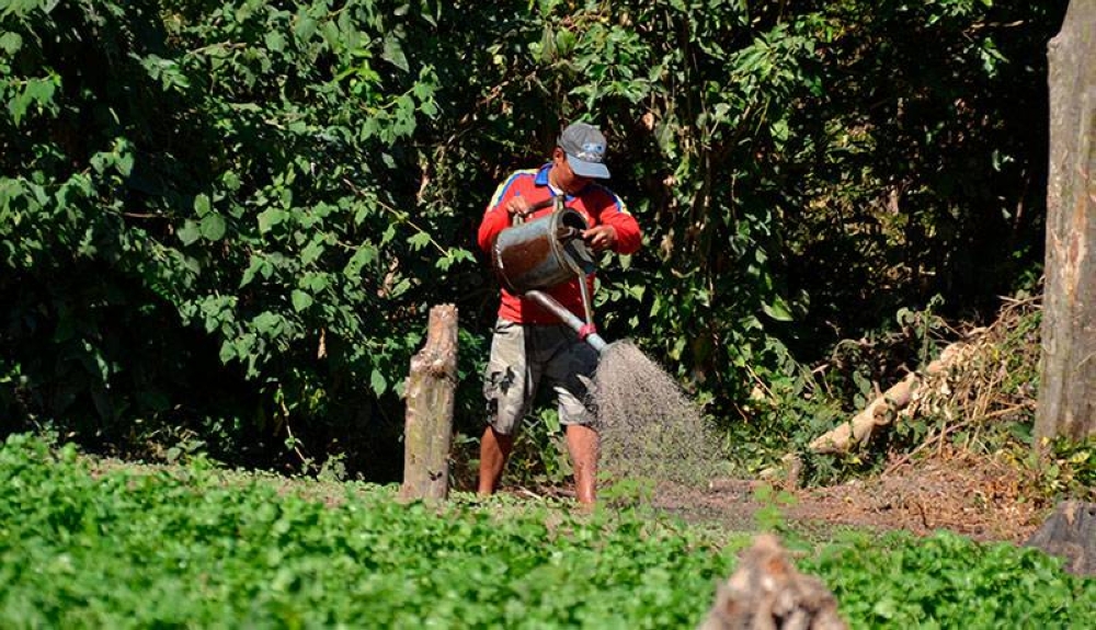 Productores descartan aumento en precio de alimentos por nuevo salario mínimo en 2025