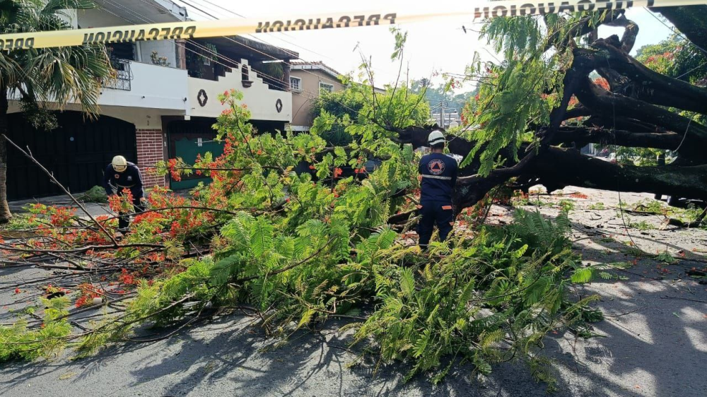 Lluvias: árboles caídos en la capital, deslizamiento en San Jacinto e inundación en Sensuntepeque