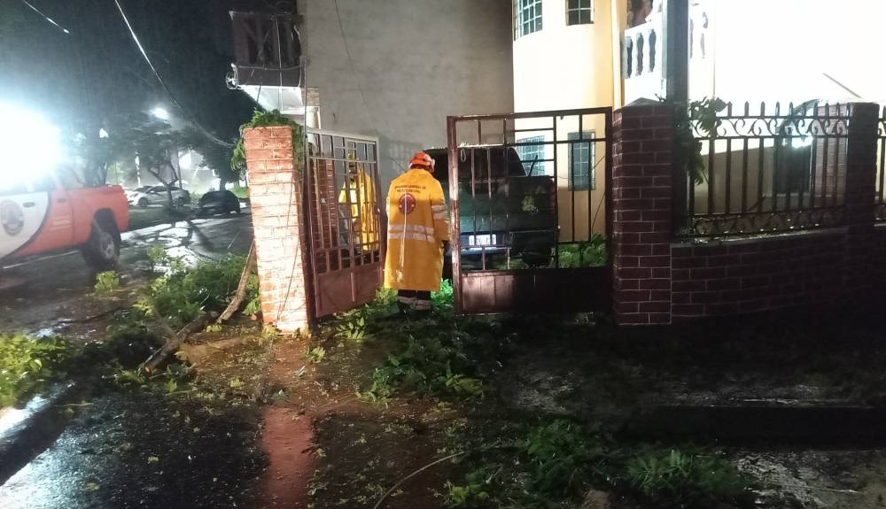 Árboles caídos por lluvias de las últimas horas dejan un lesionado y daños en vehículos y vivienda