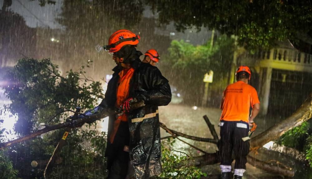 Al menos 25 árboles se cayeron durante el fin de semana debido a las fuertes lluvias