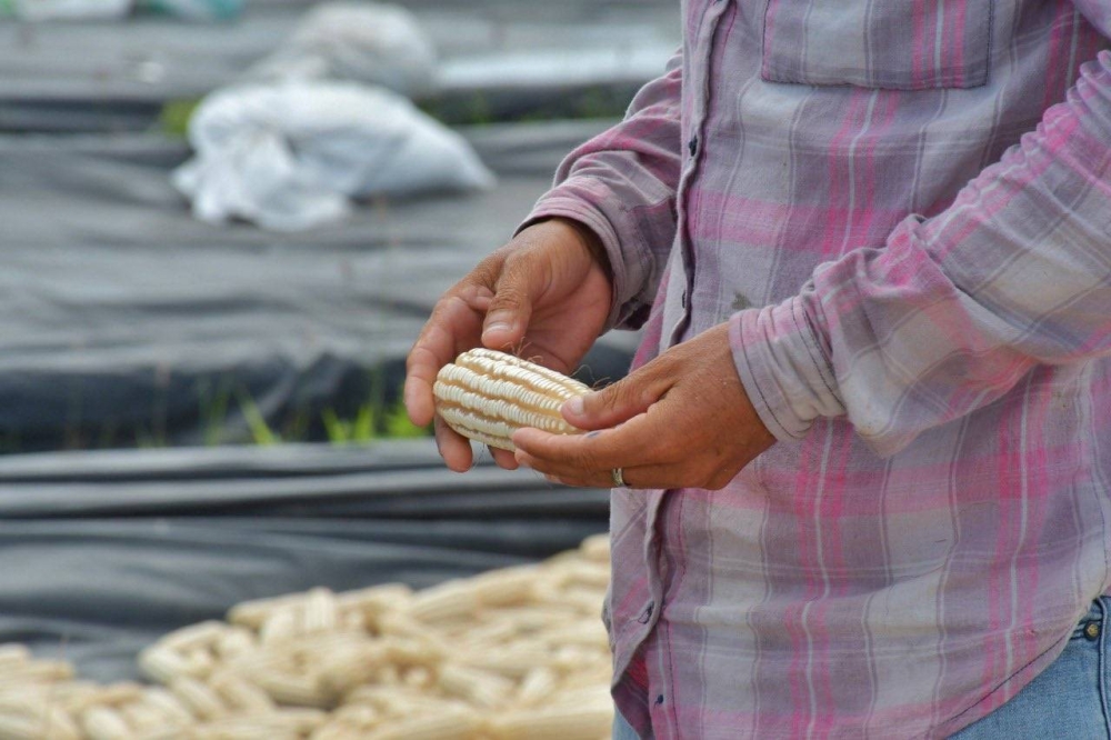 Producir un quintal de maíz cuesta $15, pero importarlo de EE.UU. $11, según Campo