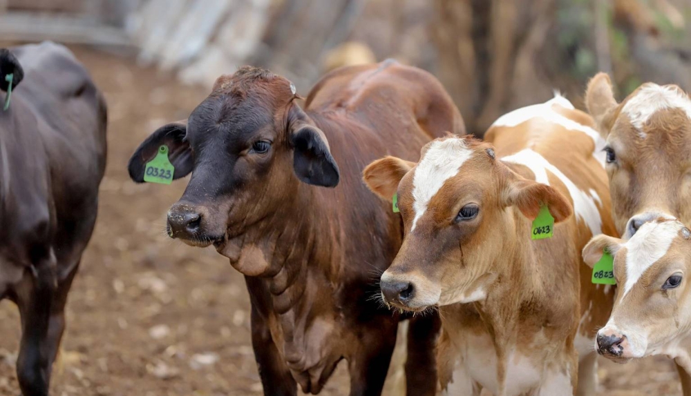 Honduras registra 1,719 casos de gusano barrenador en lo que va de 2025, 64 en humanos