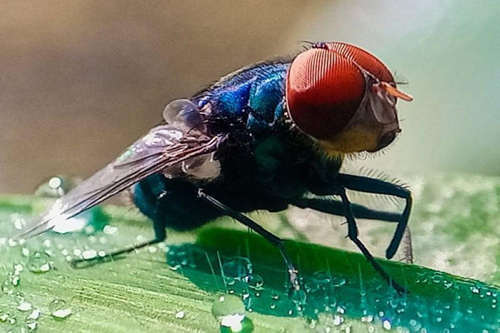 Colegio Médico alerta mayor riesgo por gusano barrenador para niños, adultos mayores y productores