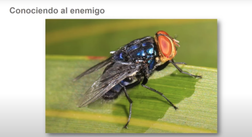 Estos son los síntomas para detectar el gusano barrenador en humanos