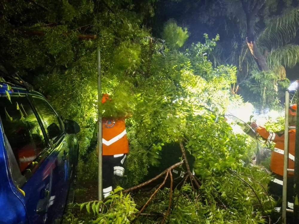Árbol cae sobre tres vehículos en San Miguel tras las últimas lluvias